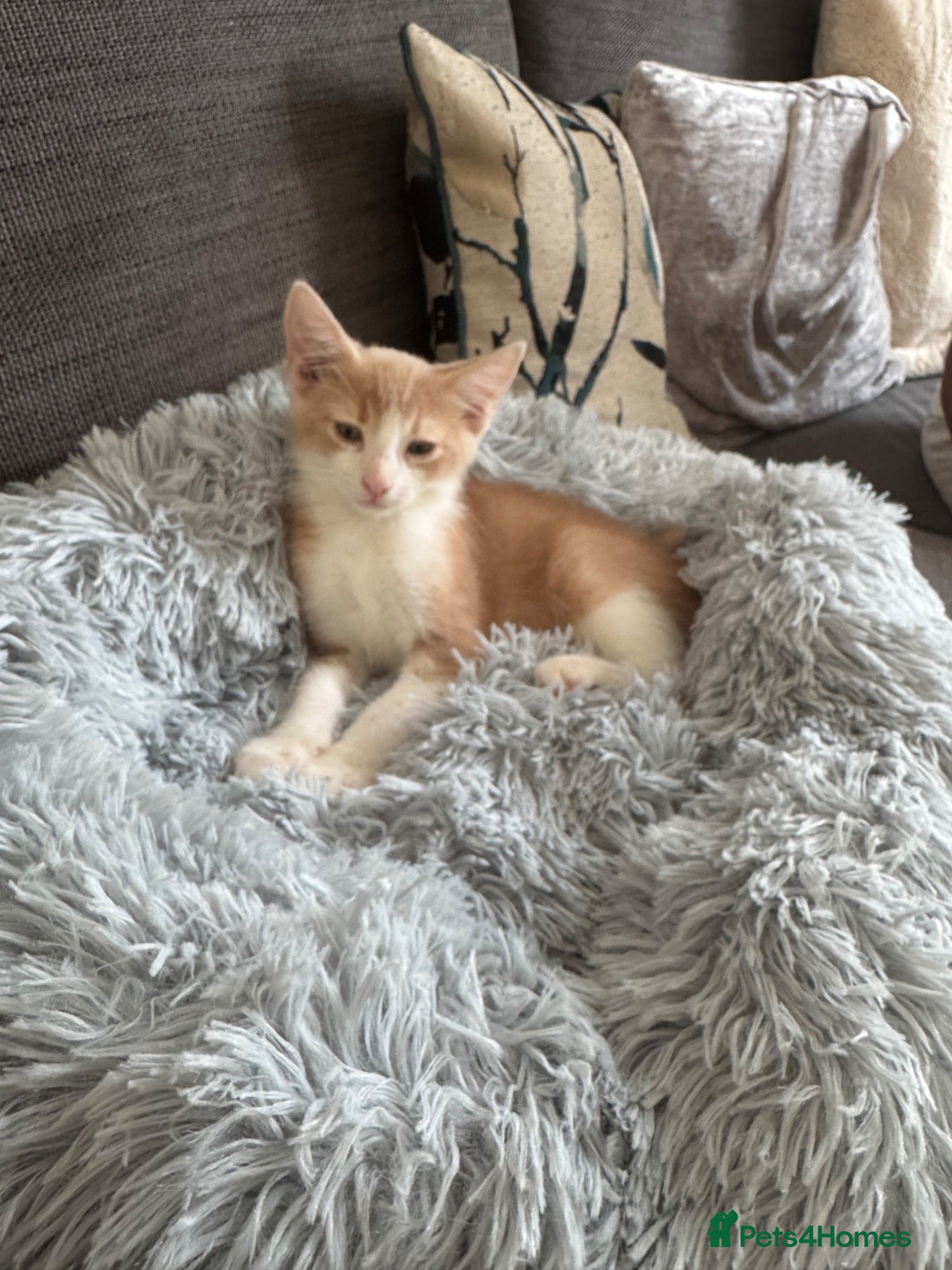 Mixed Breed cats Gorgeous friendly boy - Advert 1