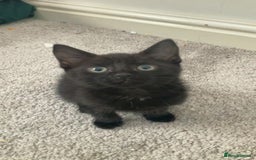Bengal cats for sale: Adorable male kitten  looking for a new home  in Leeds - Image 1