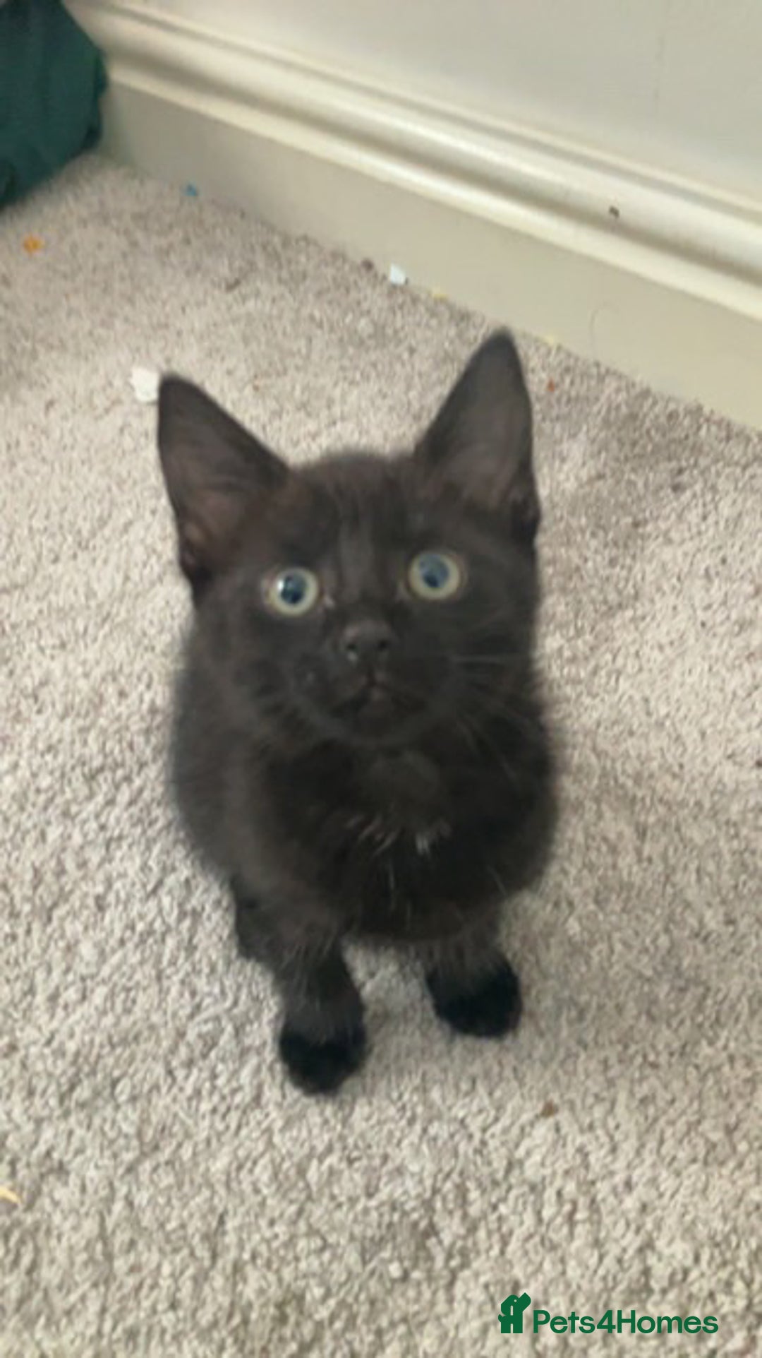 Bengal cats for sale: Adorable male kitten  looking for a new home  in Leeds - Image 1