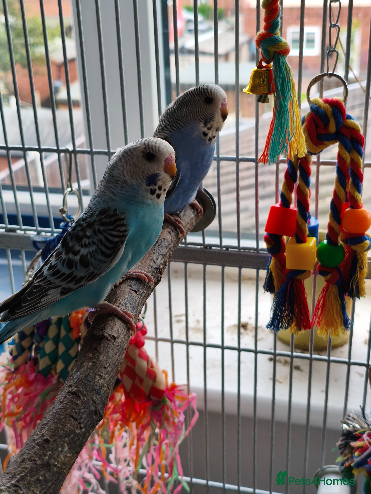 Parakeets birds Budgies - Hand Tame Babies  - Advert 6