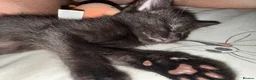 Mixed Breed cats for sale: Beautiful Litter of Playful Kittens, Siamese Cross - Advert 12