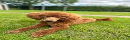 Miniature Poodle dogs for stud: 🏆270+ health checks 0.0%col miniature poodle stud - Advert 3