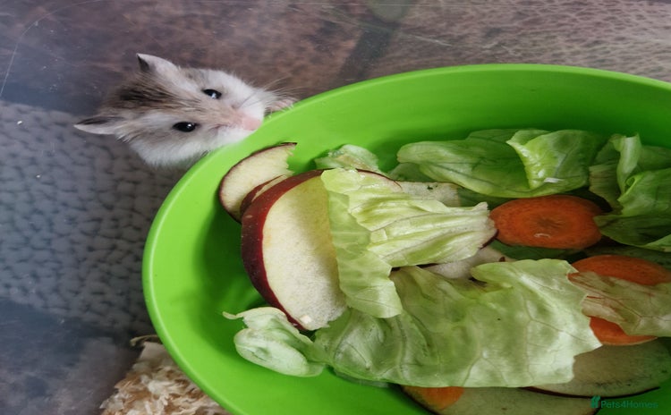 Hamster rodents - Advert 13