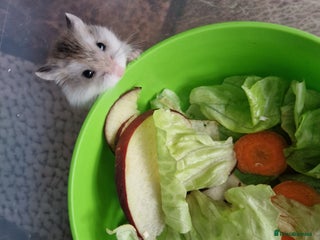 Hamster rodents - Advert 11