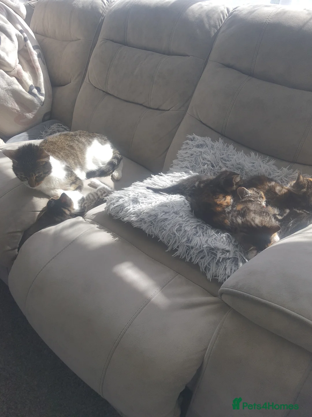 Mixed Breed cats for sale: Kittens  in Birmingham - Advert 2
