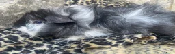 Guinea Pig rodents for sale: Tufty baby boars for sale - Advert 1