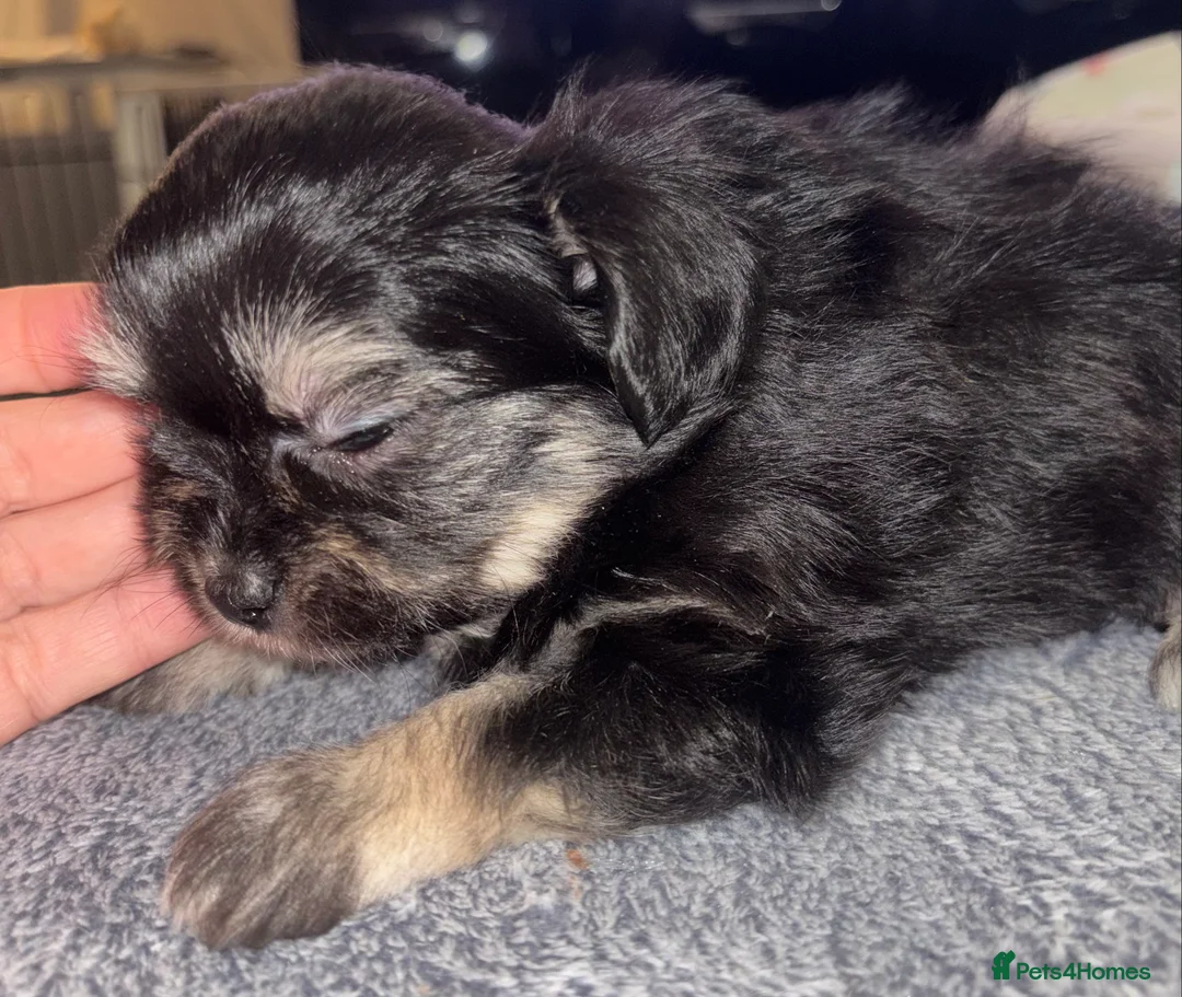 Mixed Breed dogs for sale: Adorable Tini malchi puppies  - Advert 3