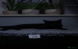 Mixed Breed cats for sale: Free 2 years and 6 months female  - Advert 5