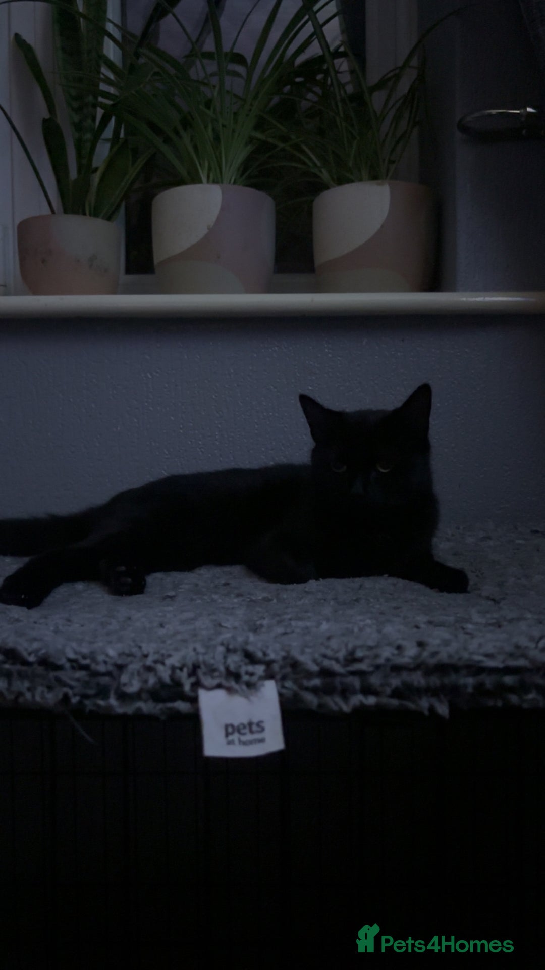 Mixed Breed cats for sale: Free 2 years and 6 months female  - Advert 5