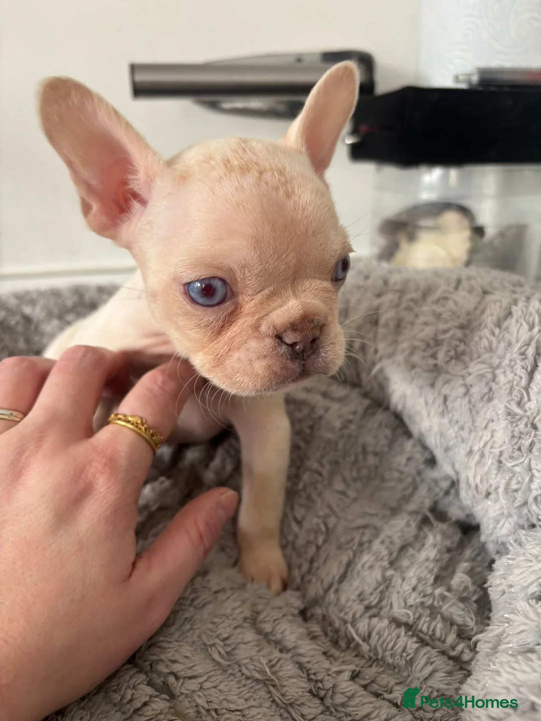 French Bulldog dogs for sale: French Bulldog  in Southend-on-Sea - Advert 6