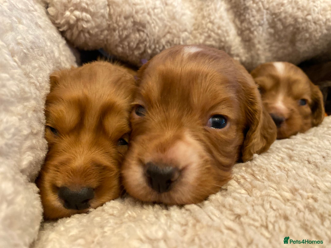 Cocker Spaniel dogs for sale: KC Working Cocker Spaniel Puppies  - Advert 1