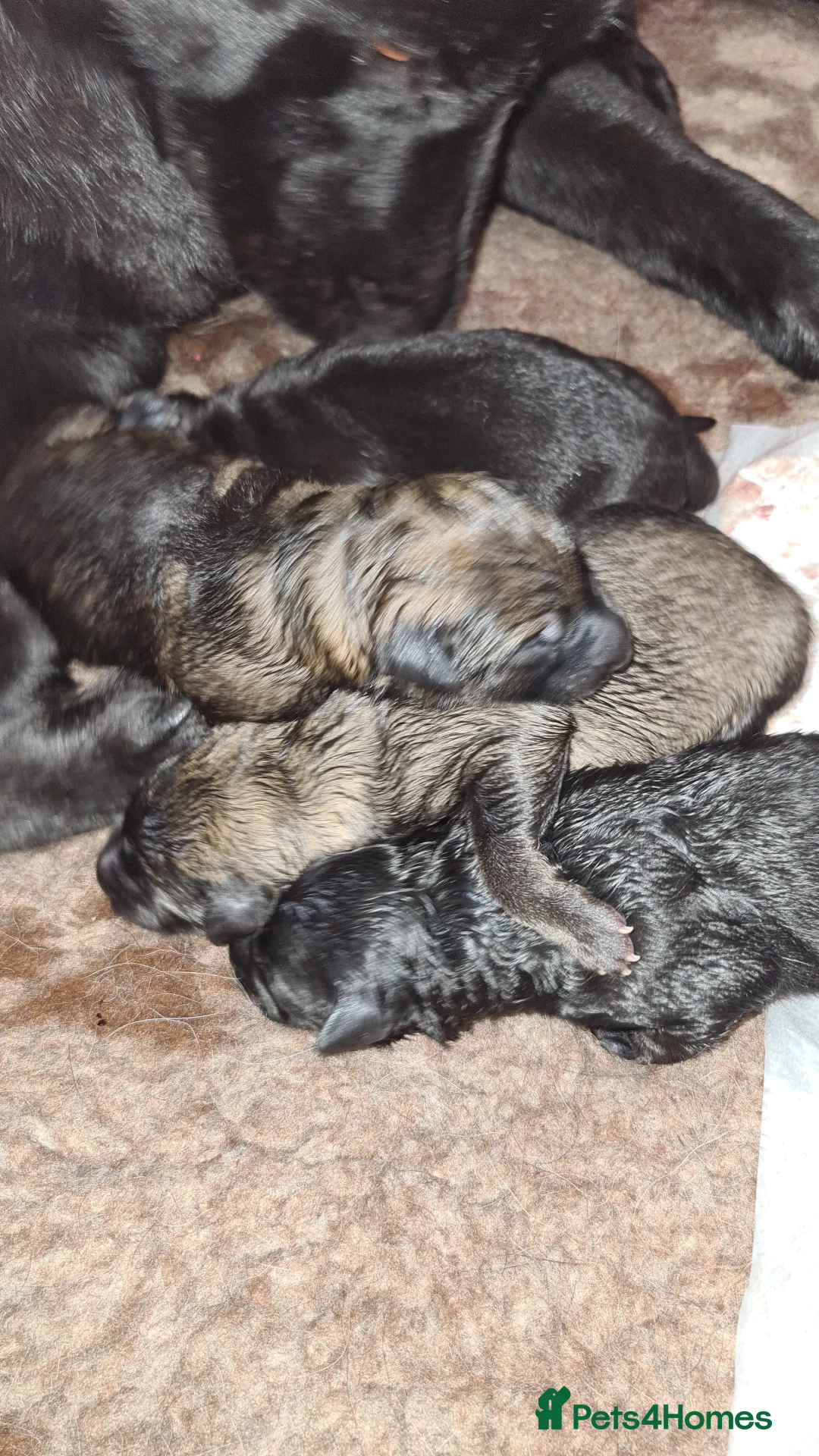 German Shepherd dogs for stud: Health tested Stunning kc reg sable stud  in Bedford - Advert 9