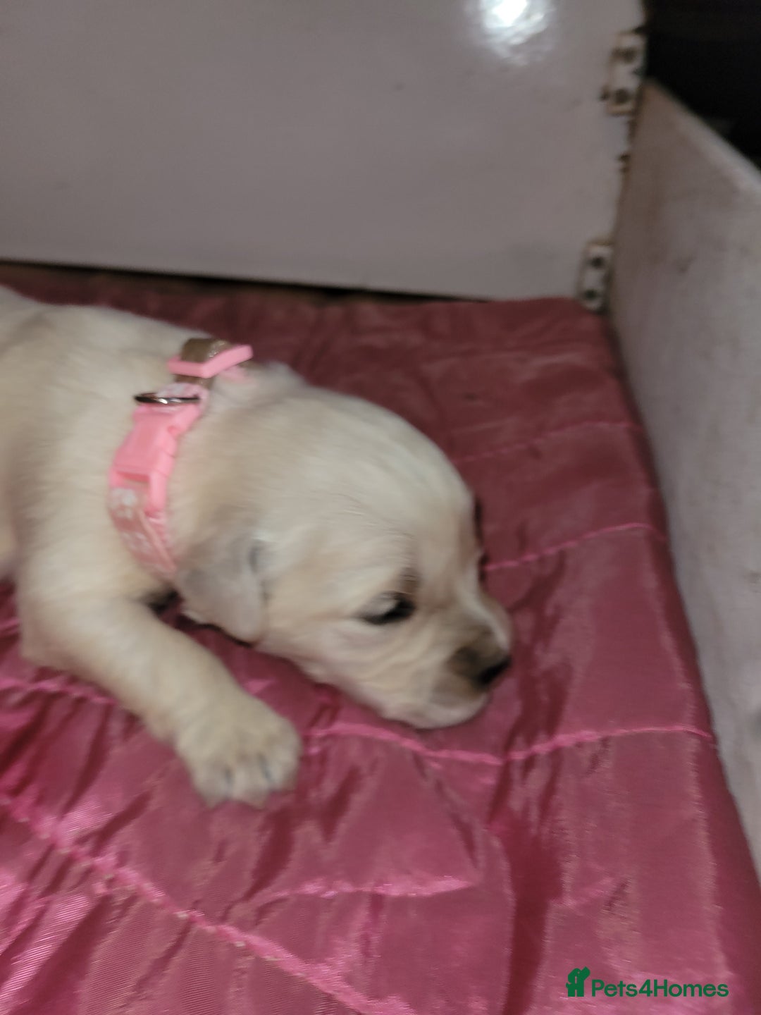 Golden Retriever dogs for sale: Golden Retriever - Advert 9