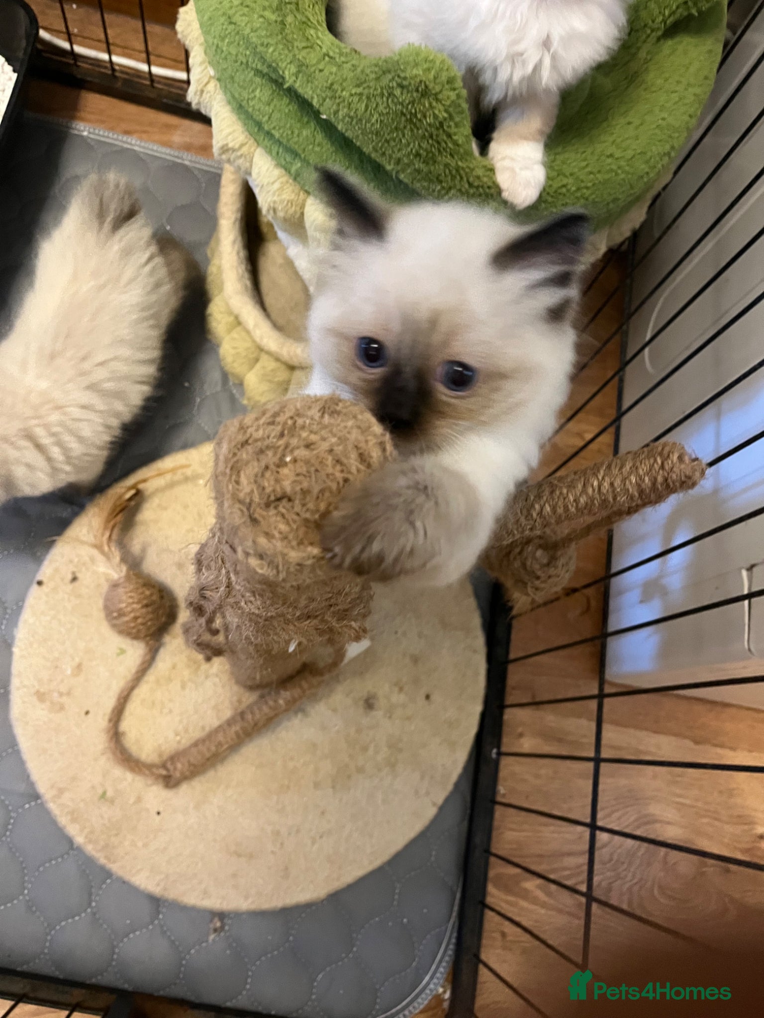 Ragdoll cats  Beautiful Pure Ragdoll kittens  - Advert 2