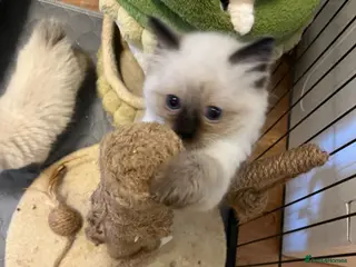 Ragdoll cats Beautiful Pure Ragdoll kittens - Advert 13