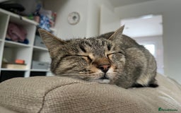 Domestic Shorthair cats for sale: Special Home Needed  - Image 4
