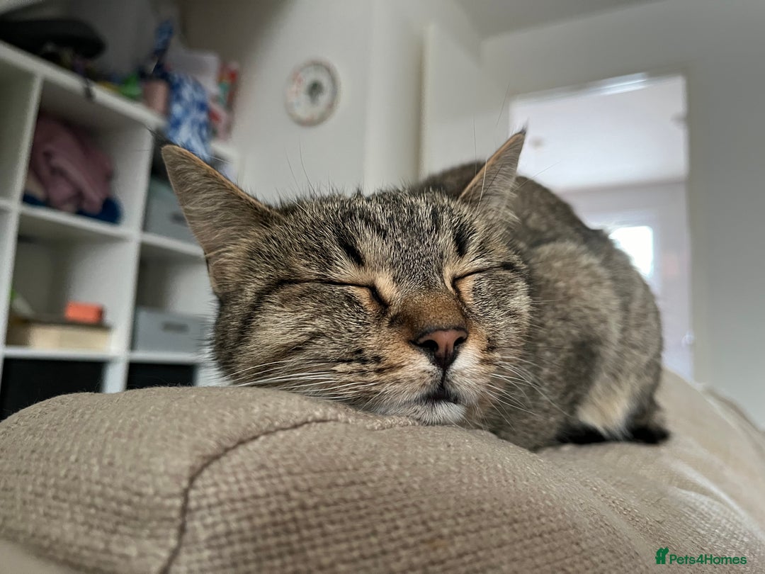 Domestic Shorthair cats for sale: Special Home Needed  - Image 4