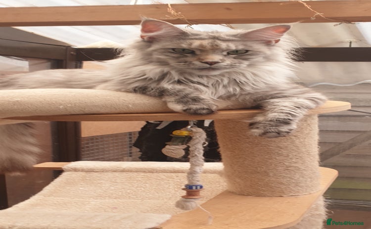 Maine Coon cats - Advert 1