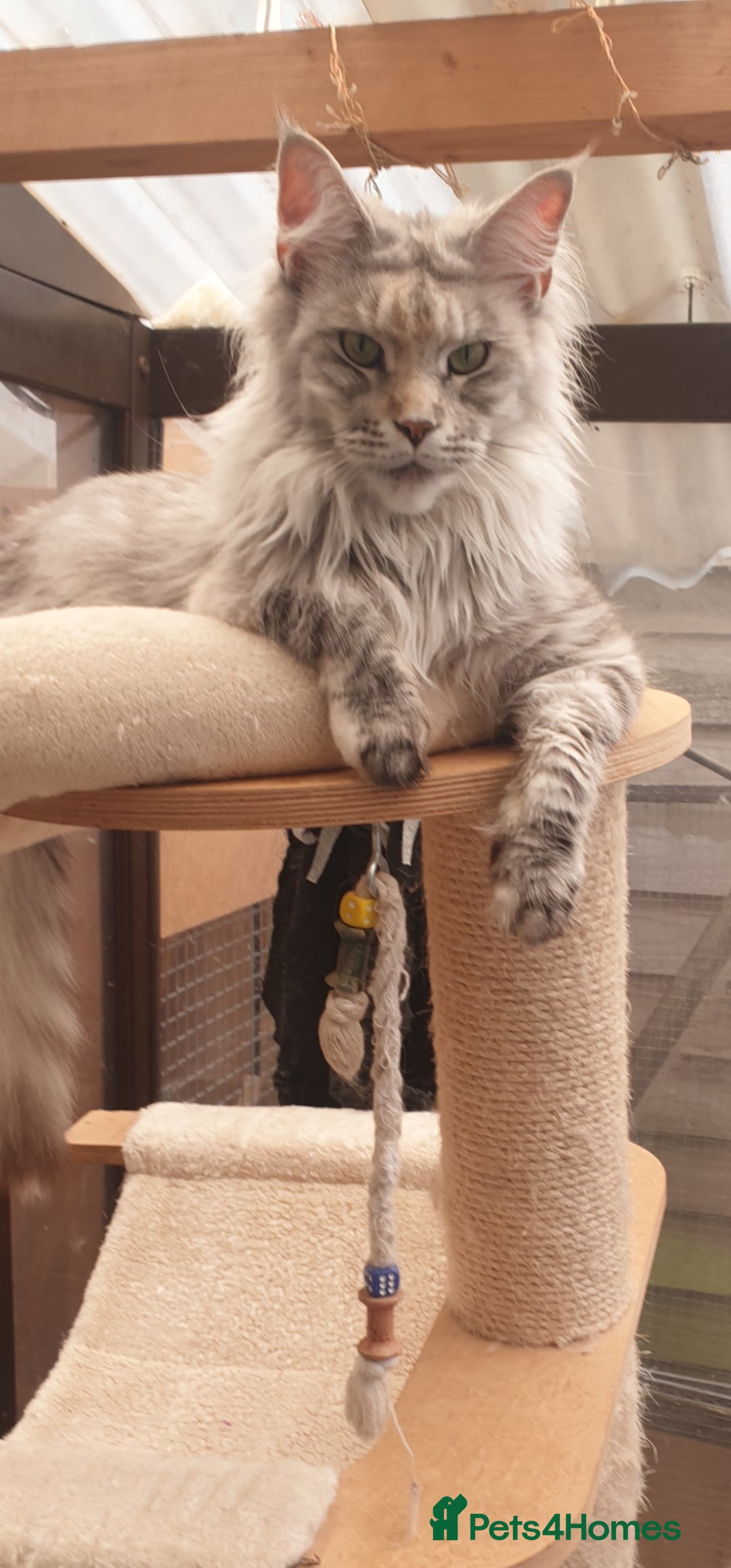 Maine Coon cats for sale: Mainecoon female xl - Image 1