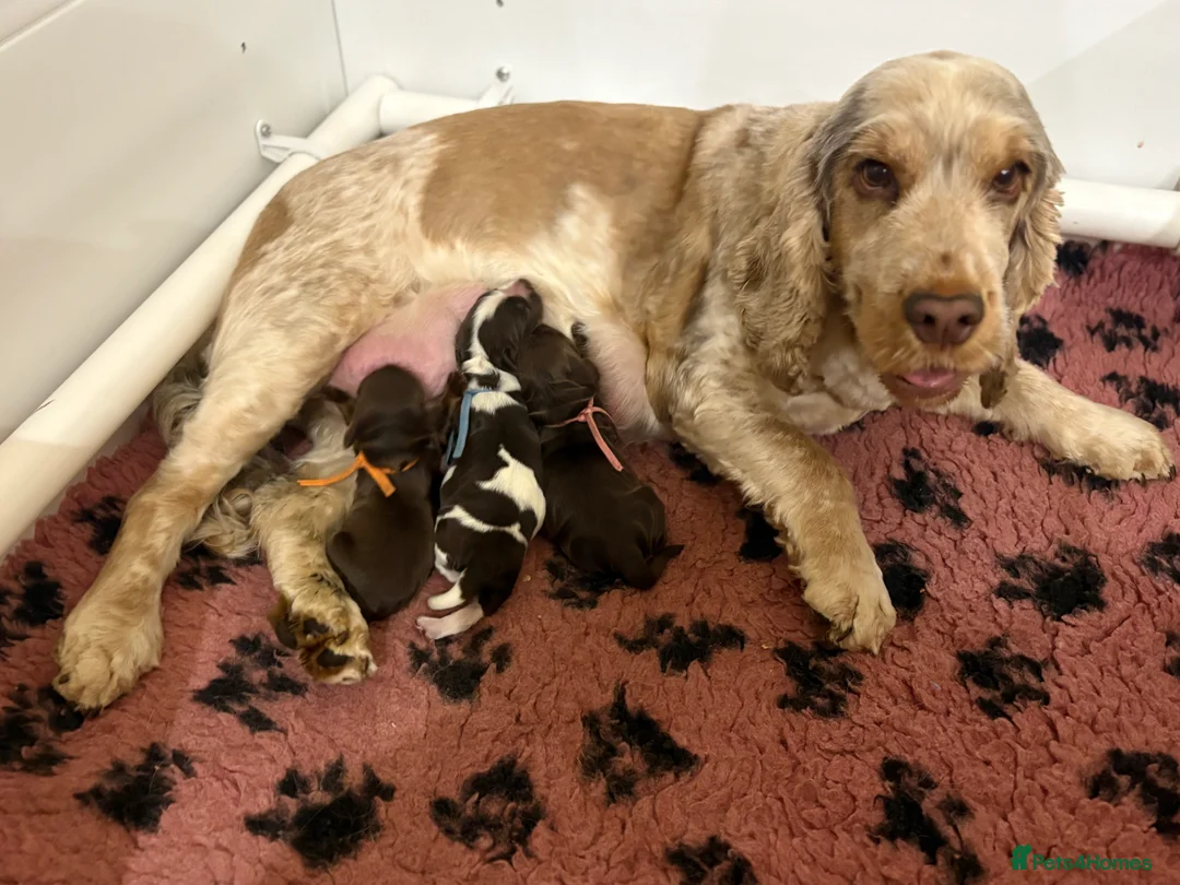 Cocker Spaniel dogs for sale: Beautiful DNA tested Show Cocker Spaniels - Advert 2