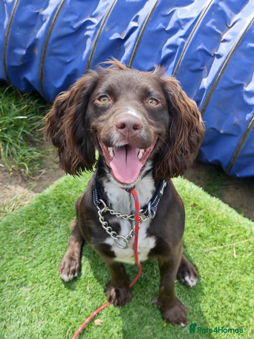 Cocker Spaniel dogs for adoption: Esme  - Image 6