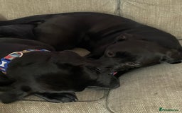 Mixed Breed dogs for sale: Pluto - Image 3