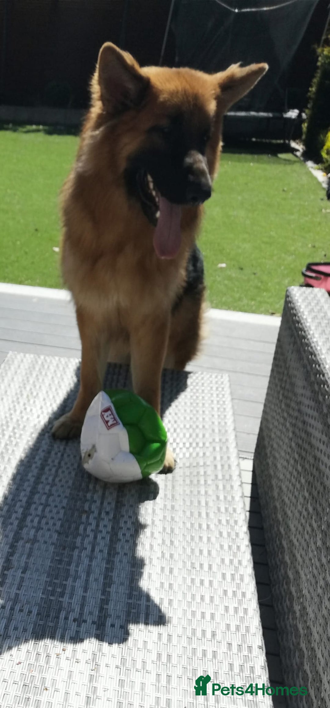 German Shepherd dogs for sale: German Shepherd  - Image 21