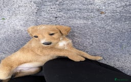 Labradoodle dogs for sale: Health tested chunky and fluffy labradoodles  - Image 7