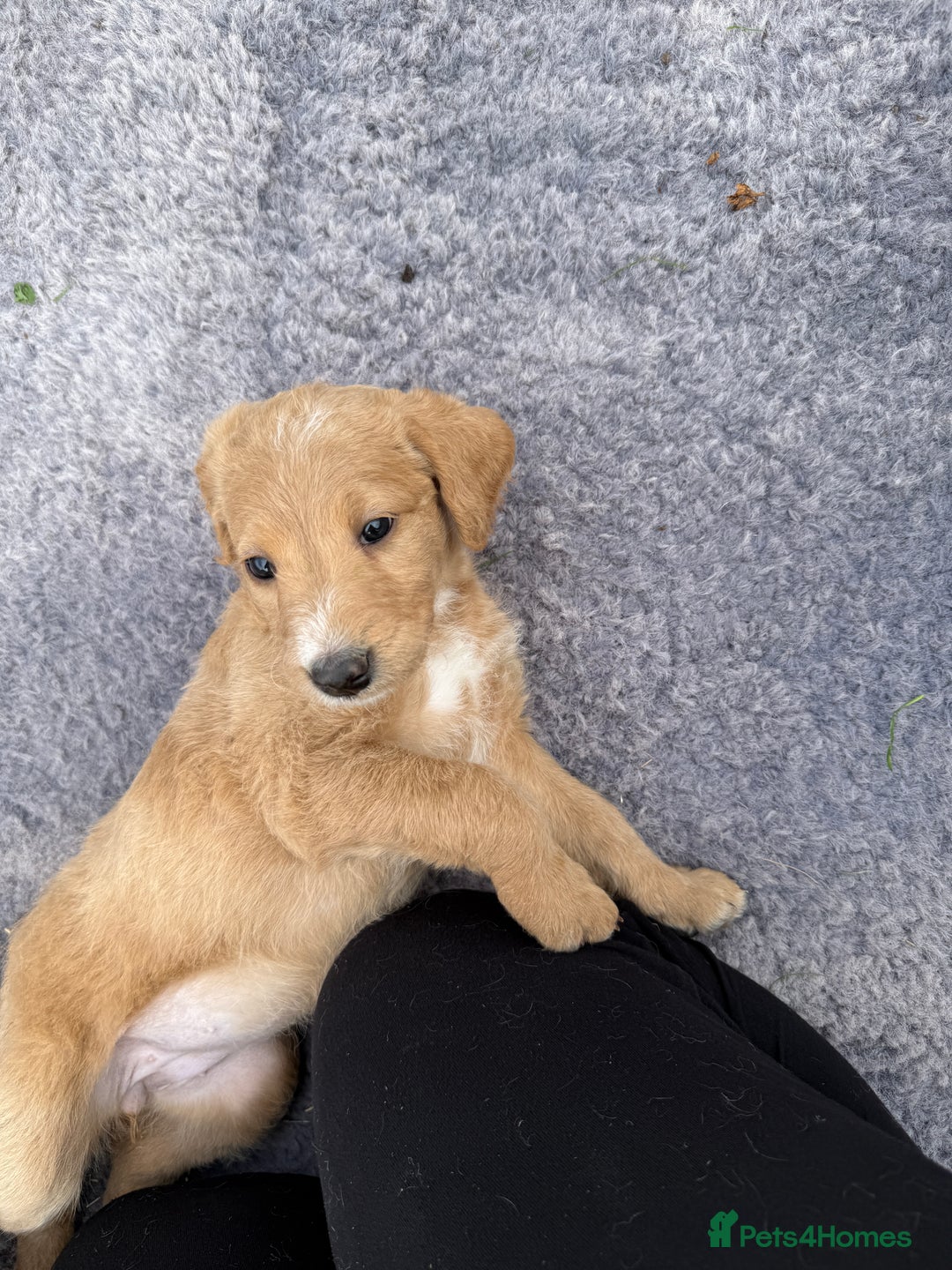 Labradoodle dogs for sale: Health tested chunky and fluffy labradoodles  - Image 7