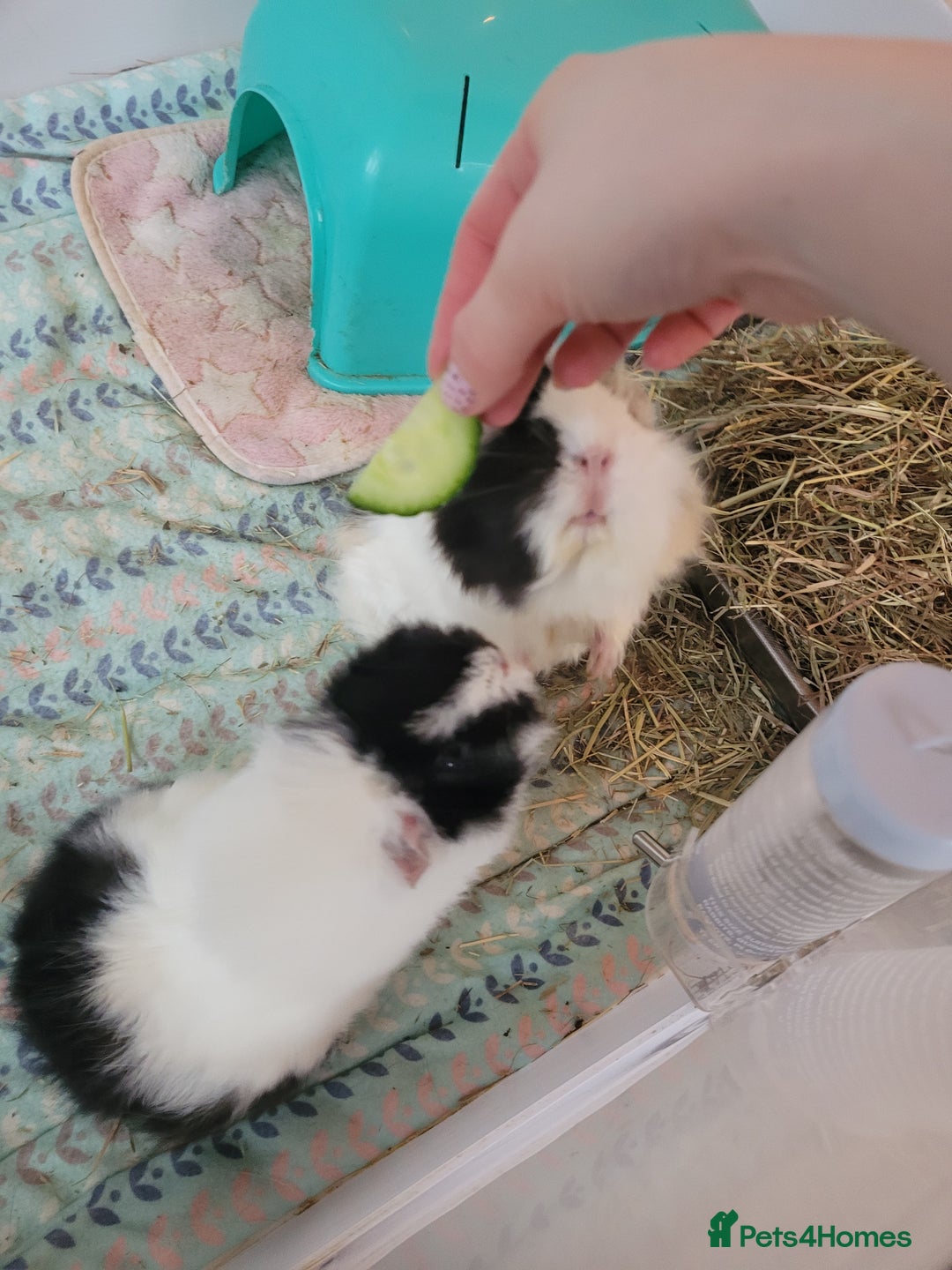 Guinea Pig rodents for sale: 3 Female Guinea Pigs Looking for a New Home - Advert 5