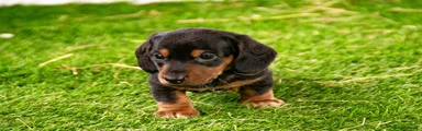 Miniature Dachshund 1