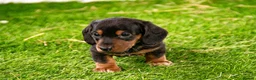 Miniature Dachshund dogs for sale: Stunning kc registered miniature dachshund puppies in Evesham - Advert 7