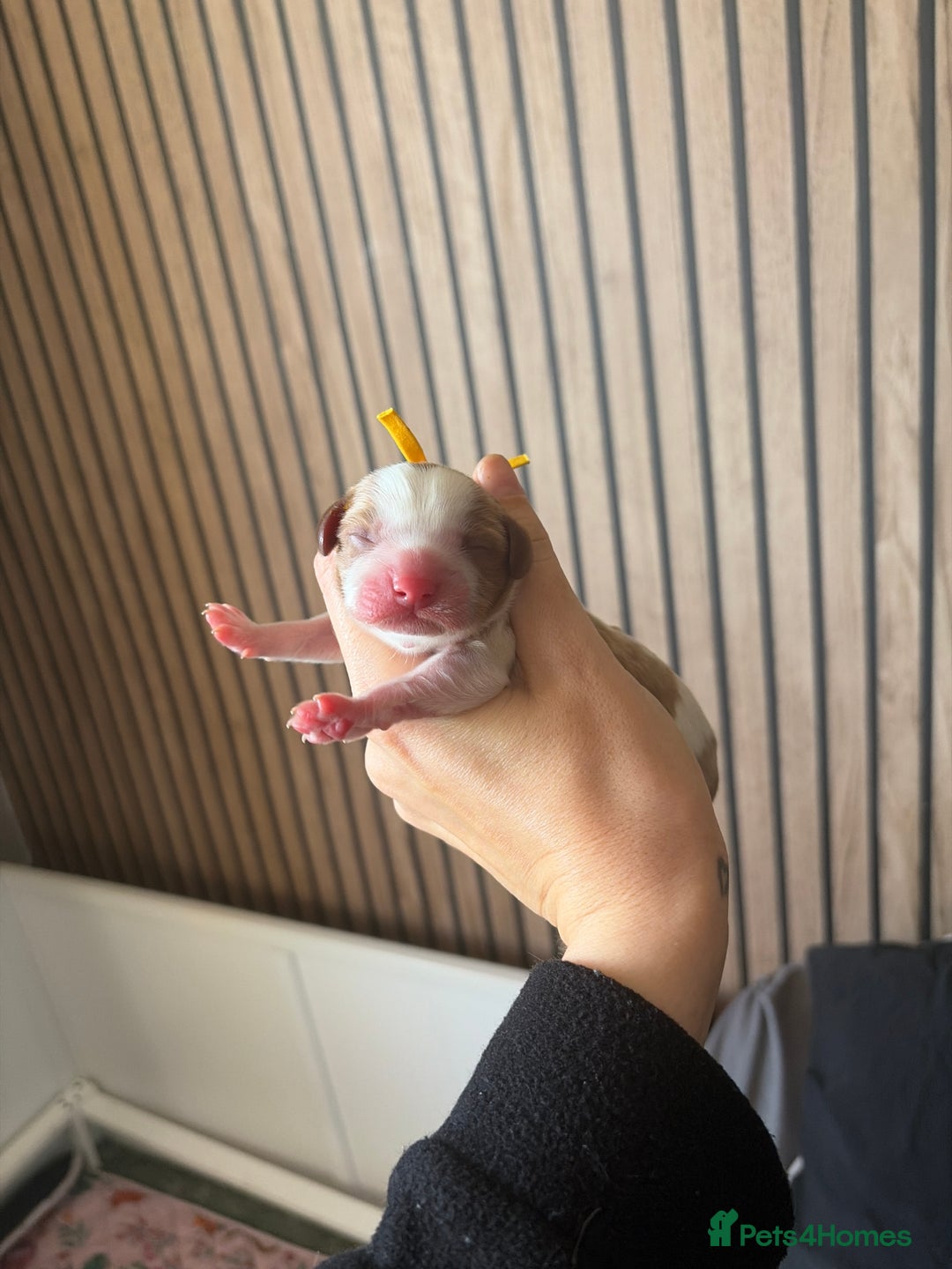 Cavalier King Charles Spaniel dogs for sale: Beautiful KC Registered Cavalier King Charles Pups - Advert 16