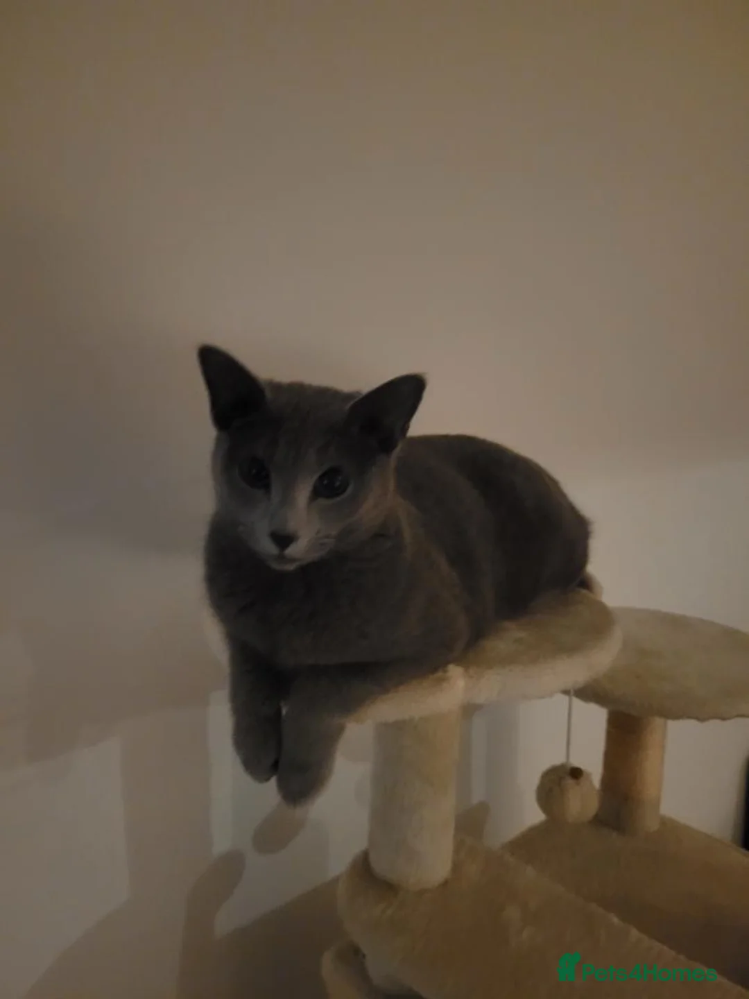 Russian Blue cats for sale: Russian Blue kittens (10 month sisters) - Advert 2