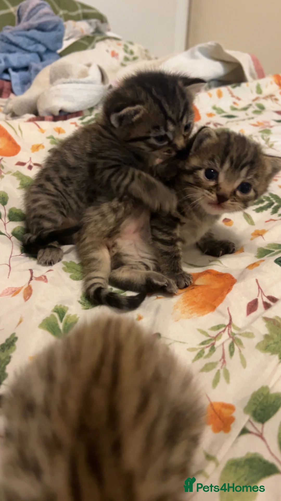 Mixed Breed cats for sale: Bengol, maine coon, Ragdoll mix kittens - Advert 14