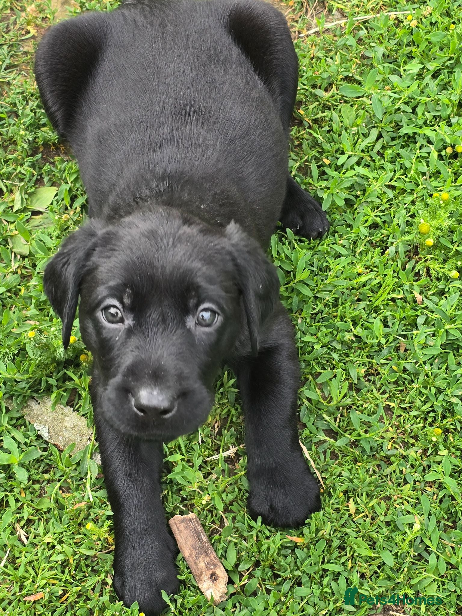 Labrador Retriever dogs Beautiful litter of puppies for sale - Advert 2
