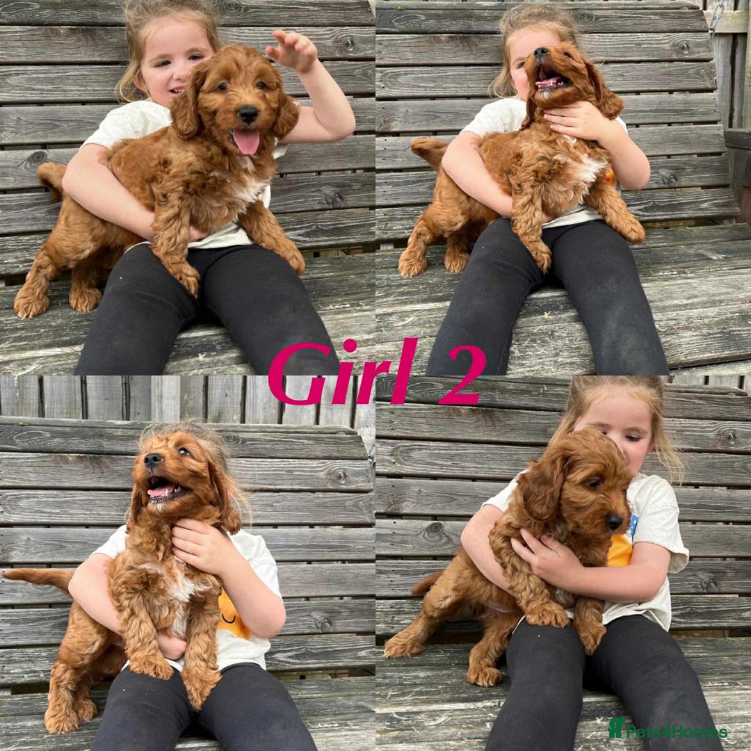 Irish Doodle dogs for sale: IRISH DOODLE puppies for sale - Image 3