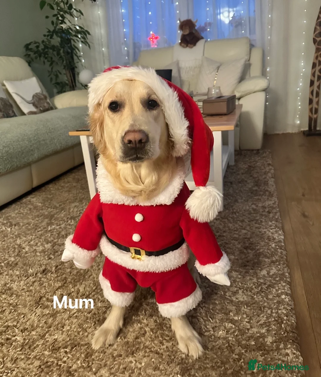 Golden Retriever dogs for sale: February Litter Announcement  - Advert 22