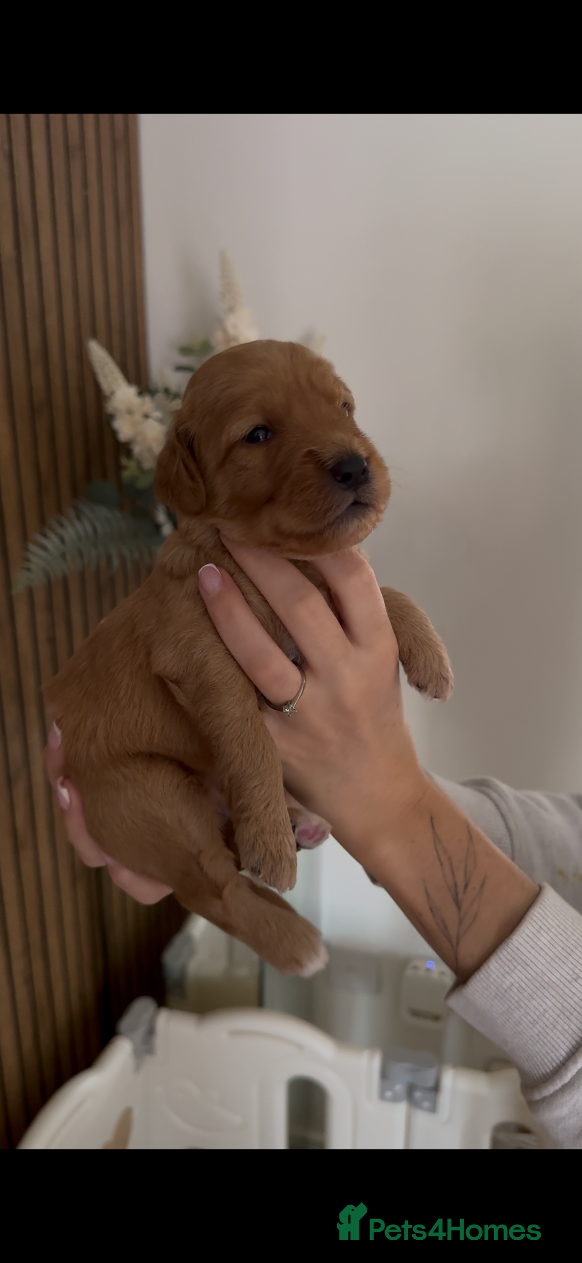 Double Doodle dogs 🐾 stunning Double Doodle puppies🐾 - Advert 1