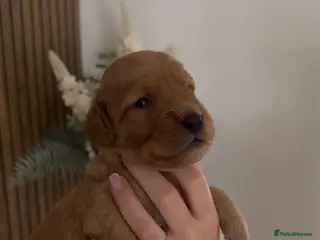 Double Doodle dogs 🐾 stunning Double Doodle puppies🐾 - Advert 1