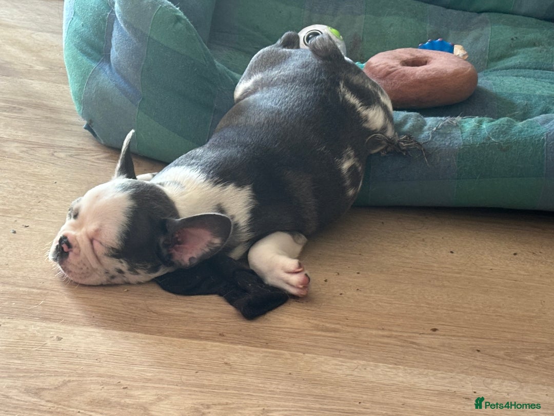 French Bulldog dogs for sale: French bulldog puppies  - Image 8