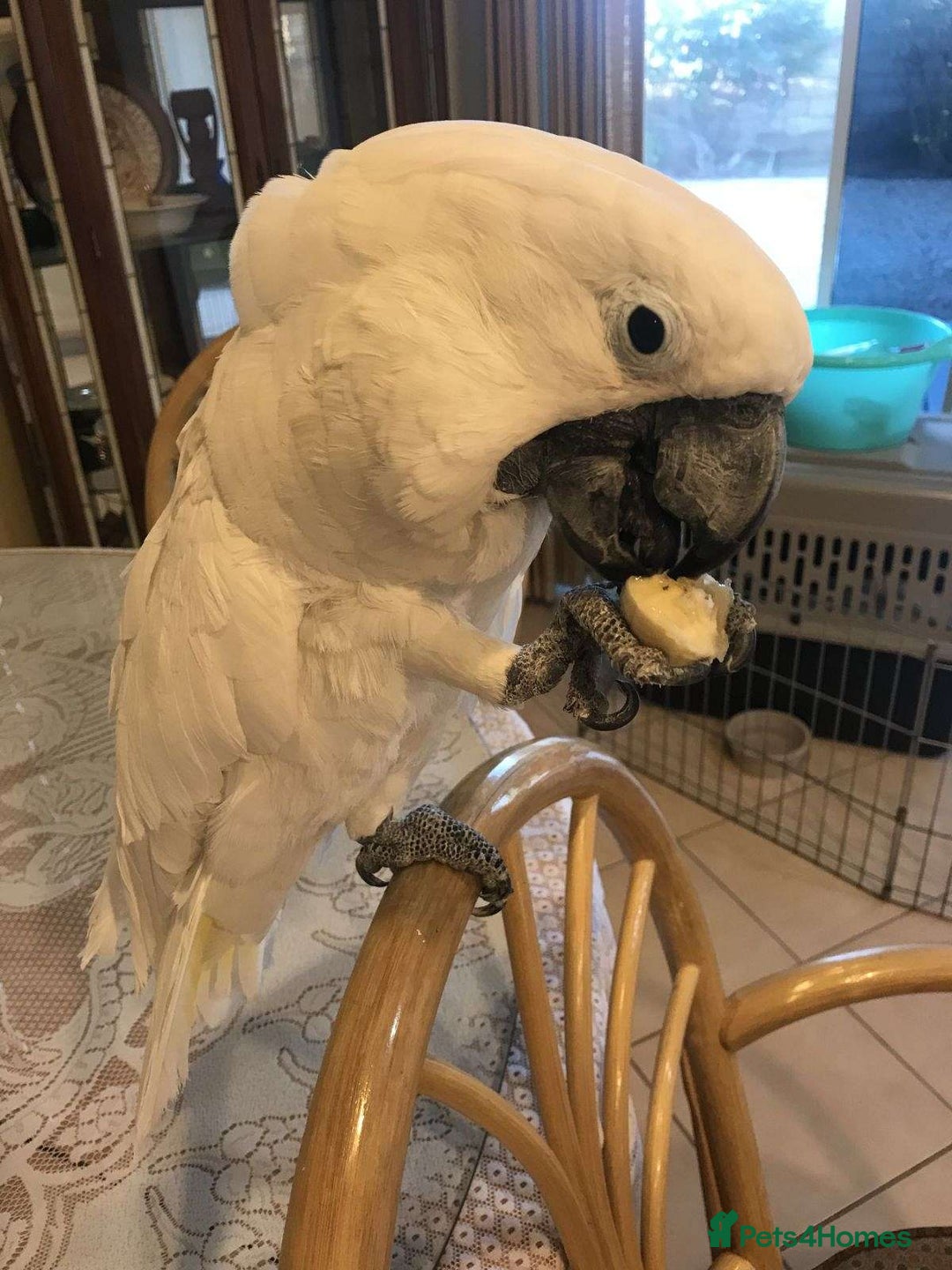 Cockatoo birds for sale: Umbrella Cockatoo Babies - Image 3
