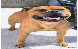 Staffordshire Bull Terrier dogs for stud: SCOOBY NOW AVAILABLE FOR STUD IN THE UK - Advert 1