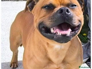 Staffordshire Bull Terrier dogs - Advert 34