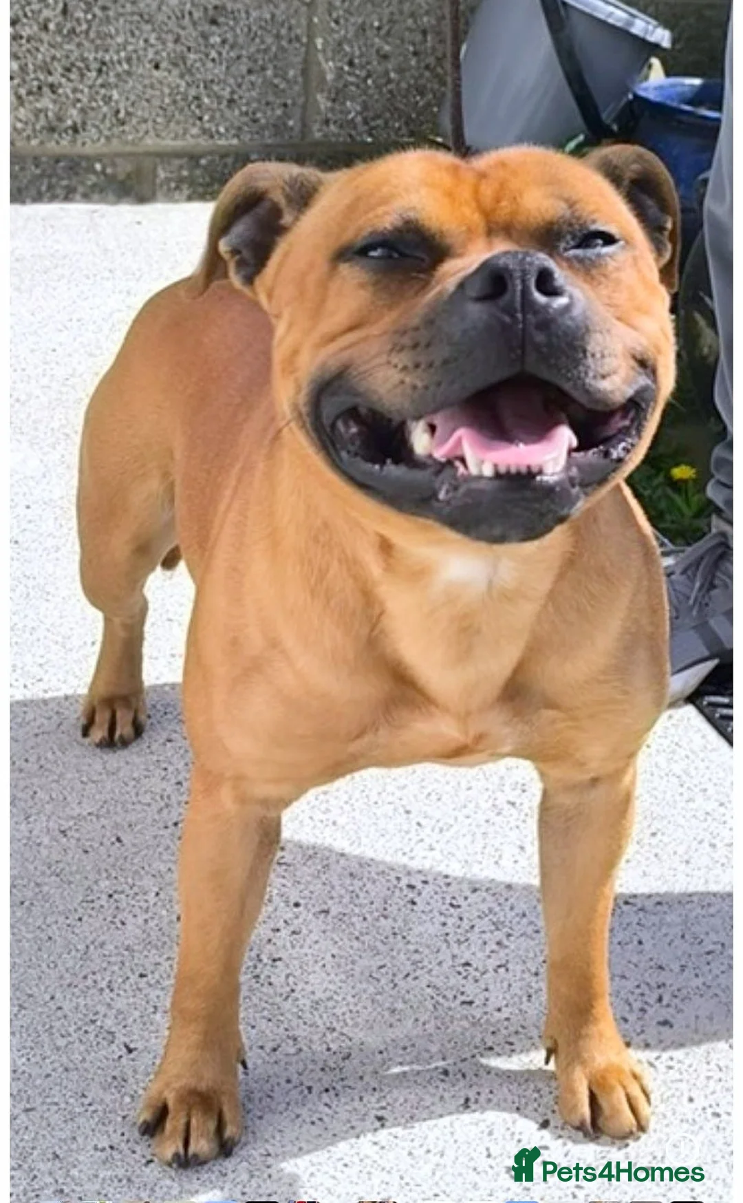 Staffordshire Bull Terrier dogs for stud: SCOOBY NOW AVAILABLE FOR STUD IN THE UK - Advert 2