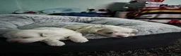 Bichon Frise dogs for sale: Small puppy for sale  - Advert 10