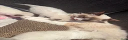 Ragdoll cats for sale: Exceptional Ragdolls  - Advert 21