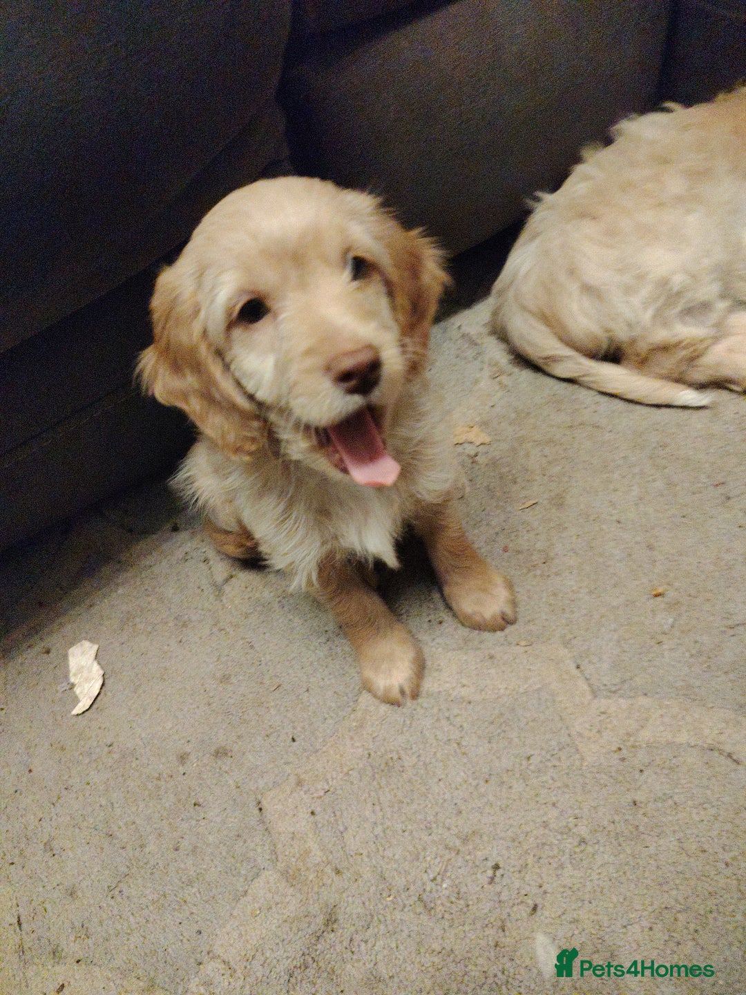 Cockapoo dogs for sale: Cockapoo puppies f2 ready now  - Advert 10