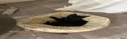 Bombay cats for sale: 6 month old energetic clingy kitten for adoption - Advert 3