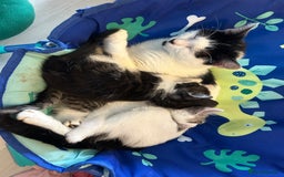 Mixed Breed cats for sale: 3 beautiful male kittens *READY NOW* - Image 7